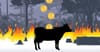Beef, Banks and the Brazilian Amazon