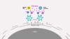 The race for the Covid-19 vaccine