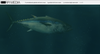Tonno Nero – Black Tuna