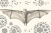 Bats and the origins of outbreaks
