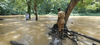 Saving the Osun River (A Documentary)